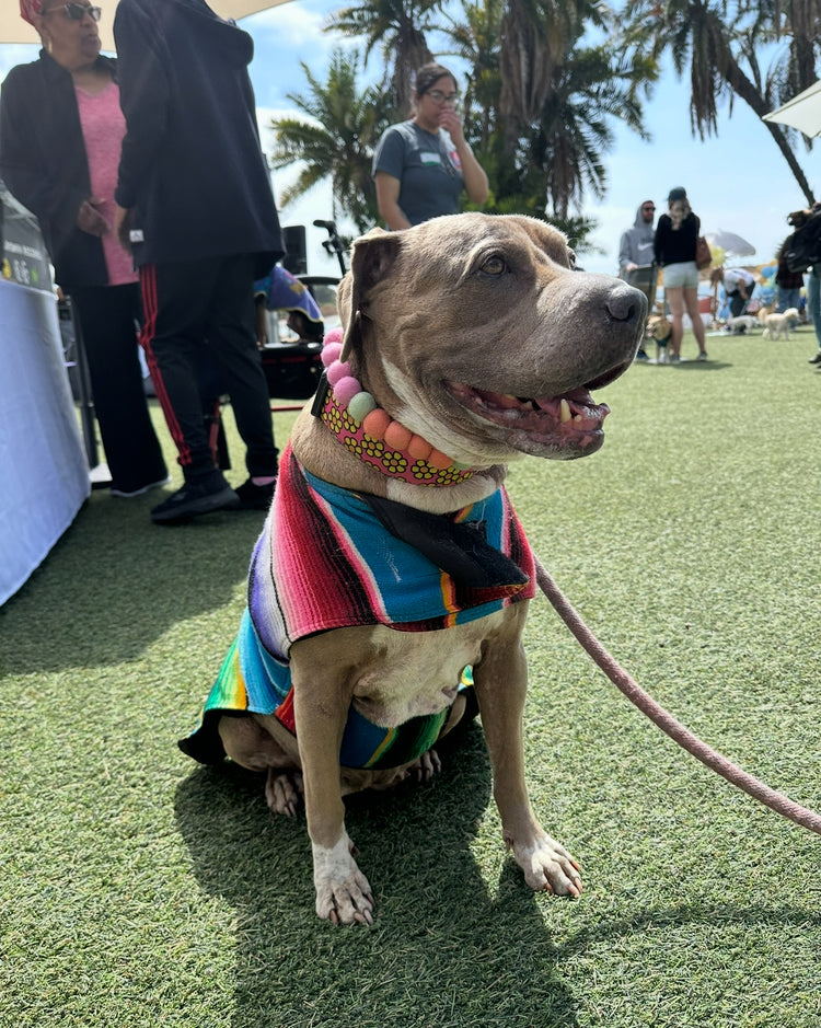 Made to Order Dog Necklace