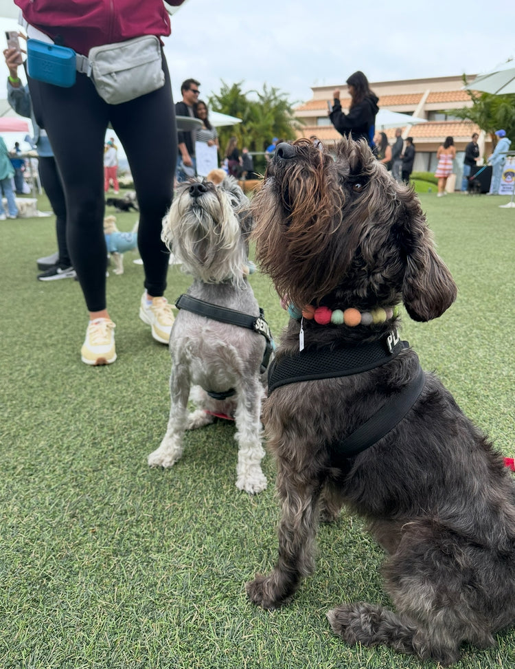 Made to Order Dog Necklace