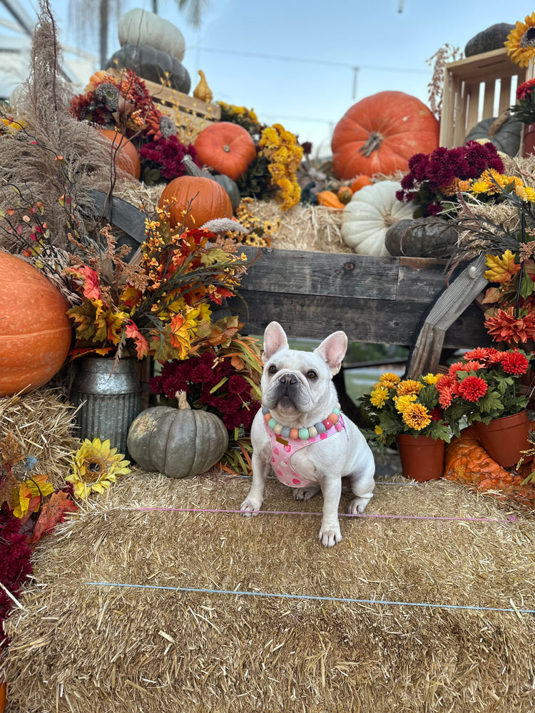 Made to Order Dog Necklace